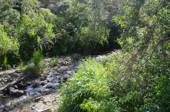Des Yungas au Beni - Près de Coroico à 1015 m d'alt. (Yungas, Bolivie), 14 octobre 2012. Photo : C. Basset