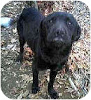 Toby from Staten Island, New York, is a black lab mix like Margo.
