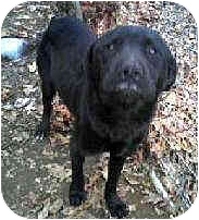 Toby from Staten Island, New York, is a black lab mix like Margo.