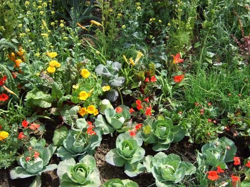 [RHS-Edible-Garden%255B5%255D.jpg]