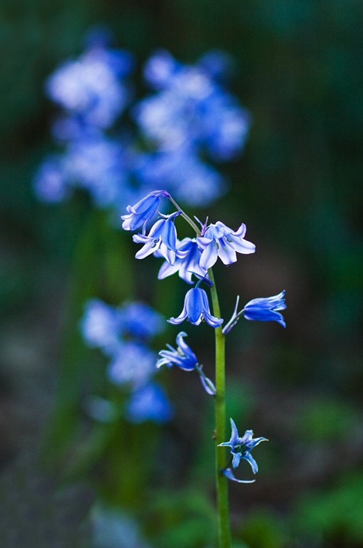 [Bluebells%255B4%255D.jpg]