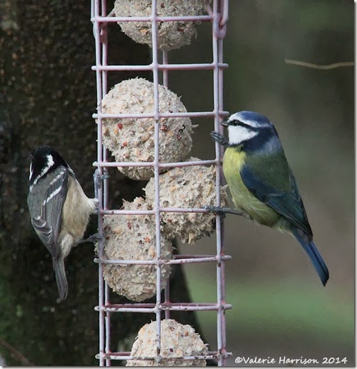 3-bluetit