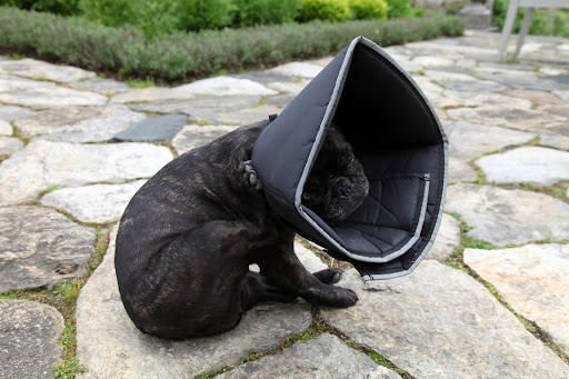 I've learned how to drink water, eat, and sleep with the cone on, but I run into trouble when it comes to scratching myself.  I want to scratch, but the darn thing just gets in the way!