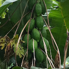 Grüne Papayas © Foto: Doreen Schütze | Outback Africa