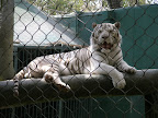 A white tiger at the MGM Mirage.