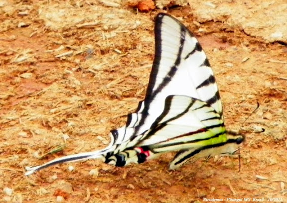 Lépidoptères de Pitangui au Minas Gerais - Protesilaus glaucolaus leucas (ROTHSCHILD & JORDAN, 1906). Pitangui (MG, Brésil), 30 octobre 2011. Photo : Nicodemos Rosa