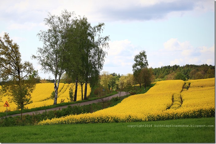 rzepakowe pola (12)