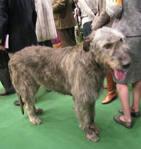 Irish Wolfhound