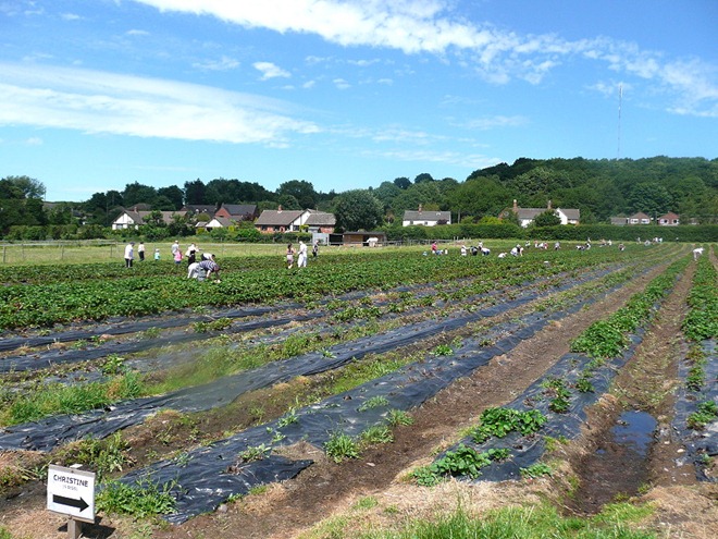 Manor Farm