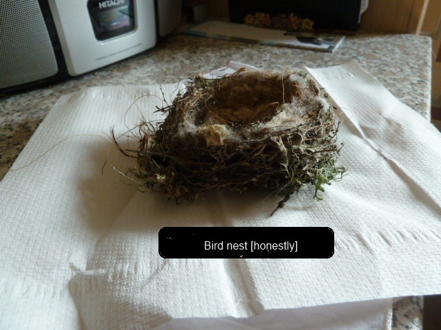 [bird%2520nest%25202%255B2%255D.jpg]