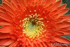 [IMG_1578small%255B10%255D.jpg]