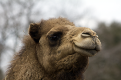 Camel Exotic Game Park Spring