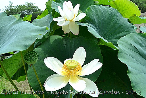 Glória Ishizaka -   Kyoto Botanical Garden 2012 - 72