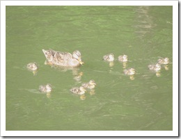 Florida vacation 3.12 baby ducks swimming with mother