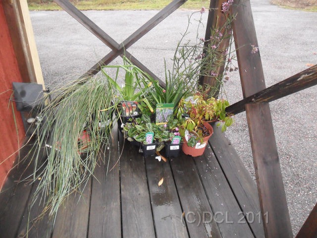 [UKPlants%255B4%255D.jpg]