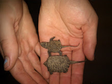Miniturtle