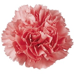 Light_Pink_Carnation_Flower_300