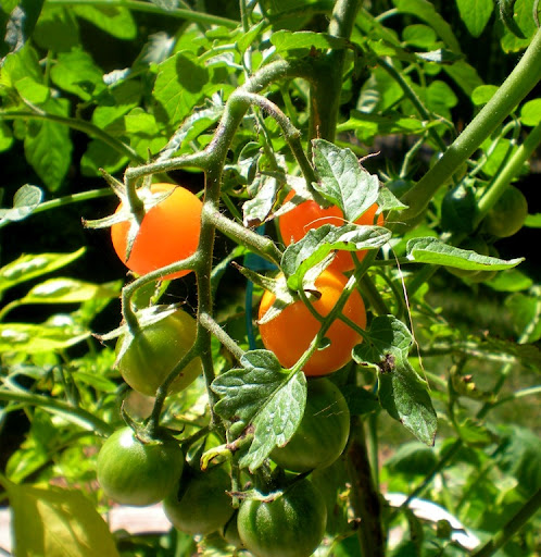 Growing thai peppers