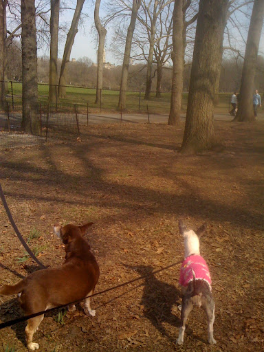 Kelly and I should have anticipated that the pooches would not stand for a long-distance view of Central Park, so off we went to Sheep's Meadow.