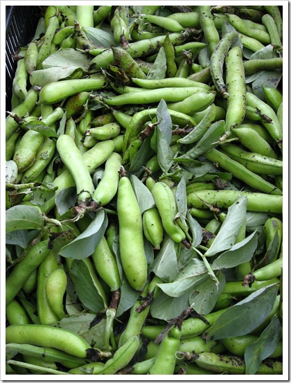 fava beans