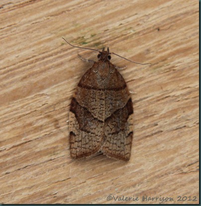 Barred-fruit-tree-tortrix (3) Barred-fruit-tree-tortrix (3)