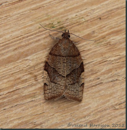 Barred-fruit-tree-tortrix (3)