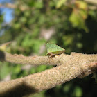 Keeled Treehopper
