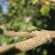 Keeled Treehopper
