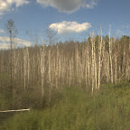 Birkenwald