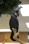 This fellow is a black cockatoo.  The males have ornate head feathers called a crest, which they fluff out when trying to attract a mate.