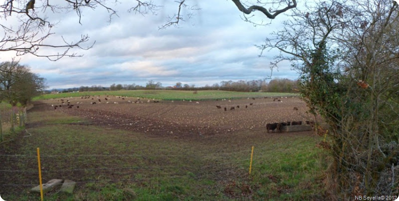 Sheep field Sheep field