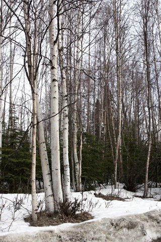 [cabin%2520080%255B8%255D.jpg]