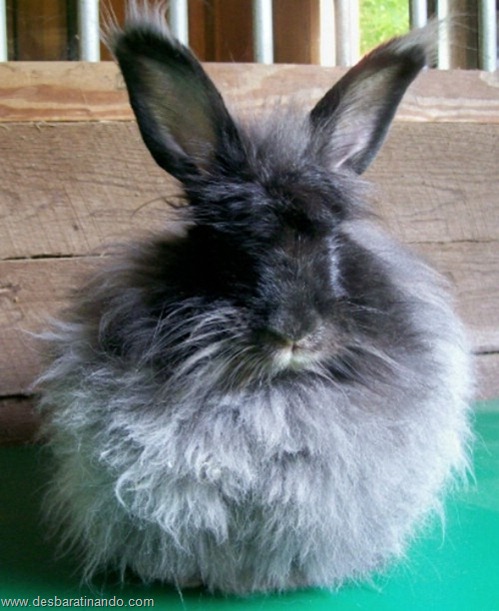 coelho angora peludo desbaratinando (11) coelho angora peludo desbaratinando (11)