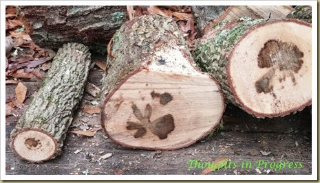 Images in Firewood at Thoughts in Progress Images in Firewood at Thoughts in Progress