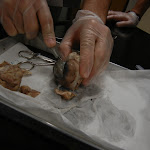 dissecting_eye_incision.JPG