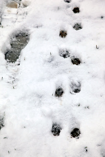 Look how small our paw prints are compared to Shaun's.