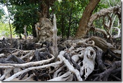 Seventeen Seventy mangroves