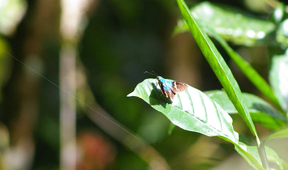 Hesperiidae : complexe d'Astraptes fulgerator WALCH, 1775. Crique Tortue, près de Saut Athanase (Guyane). 22 novembre 2011. Photo : J.-M. Gayman