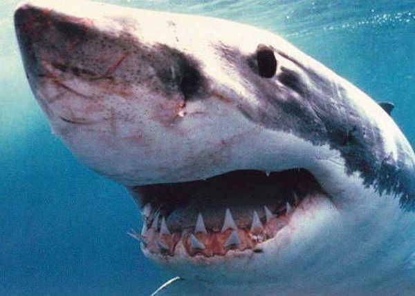 7- Os grandes tubarões brancos 7- Os grandes tubarões brancos