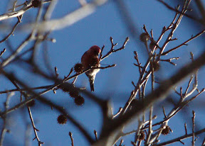 CrossBill3.jpg