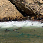 They fish and play and sun themselves, undisturbed by our boat nearby.