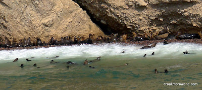 They fish and play and sun themselves, undisturbed by our boat nearby.