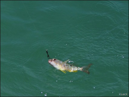 Al's spotted yellow fish..stripes with black spot