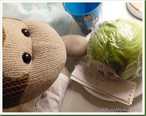 Lettuce for the Easter Bunny Lettuce for the Easter Bunny