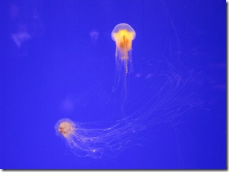 IMG_5352 IMG_5352