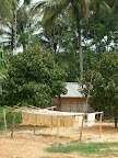 Thaïlande - Entre Chumphon et Bang Saphan