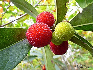 [P1190503%255B3%255D.jpg]