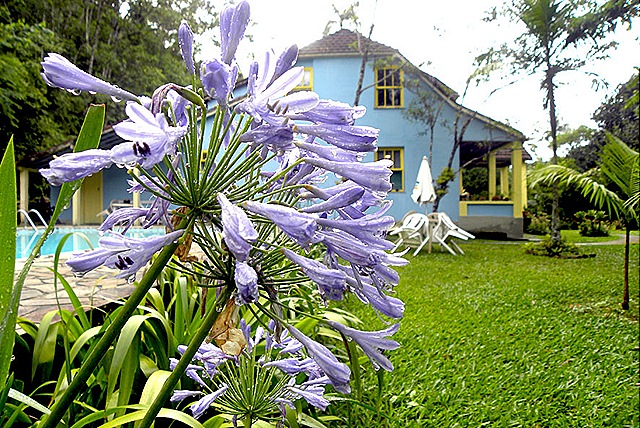 [Agapanto%2520azul%2520Breno%25203.jpg]