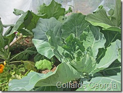 Collards_31Jul2011 Collards_31Jul2011