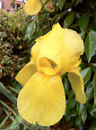 Oct 24 - Yellow Iris